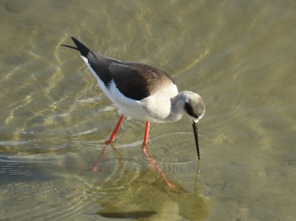 米子水鳥公園