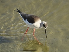 米子水鳥公園