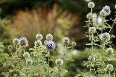 琵琶湖 みずの森