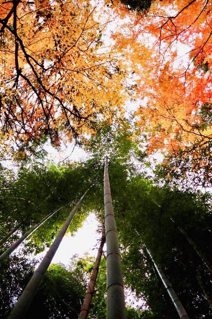 大覚寺、祇王寺13
