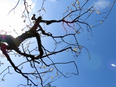 松江城梅園