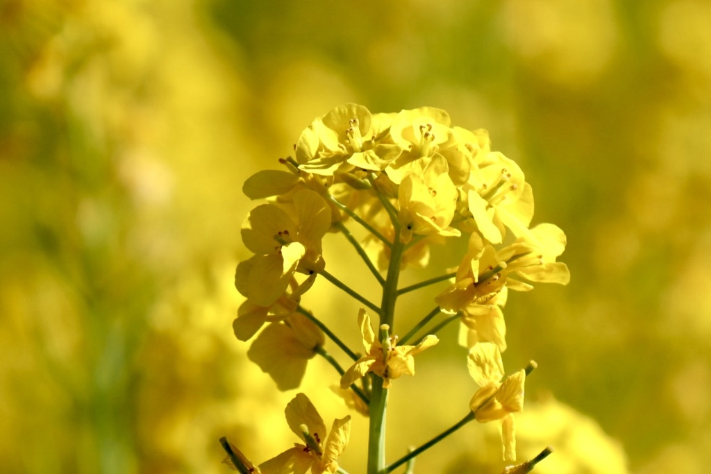 京都府立植物園