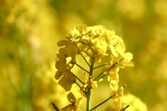 京都府立植物園