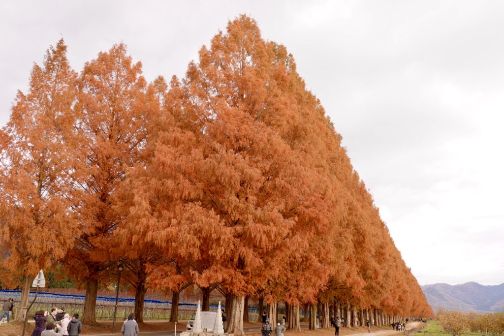 メタセコイア並木