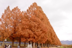 メタセコイア並木