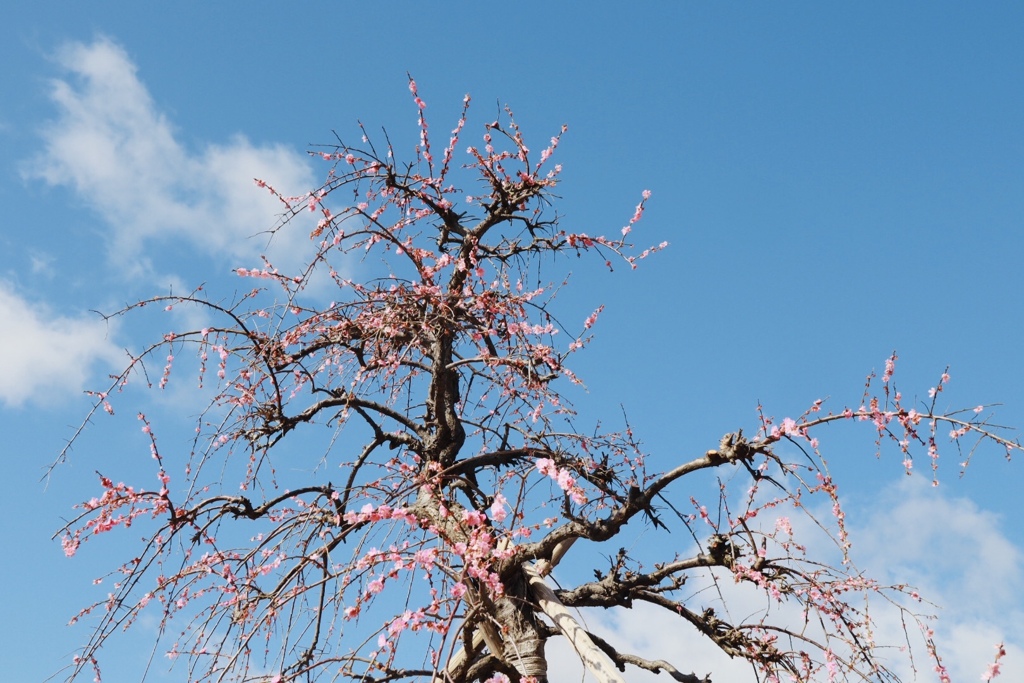 いなべ市梅林公園