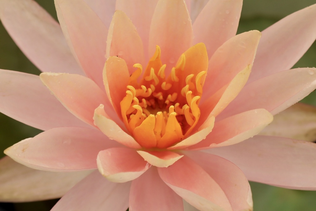 琵琶湖 みずの森