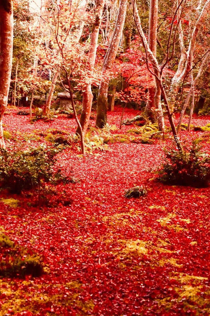 大覚寺、祇王寺7