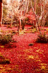 大覚寺、祇王寺7