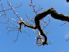 松江城梅園