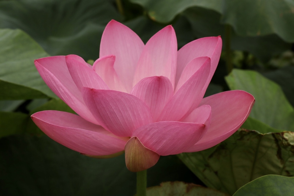 琵琶湖 みずの森