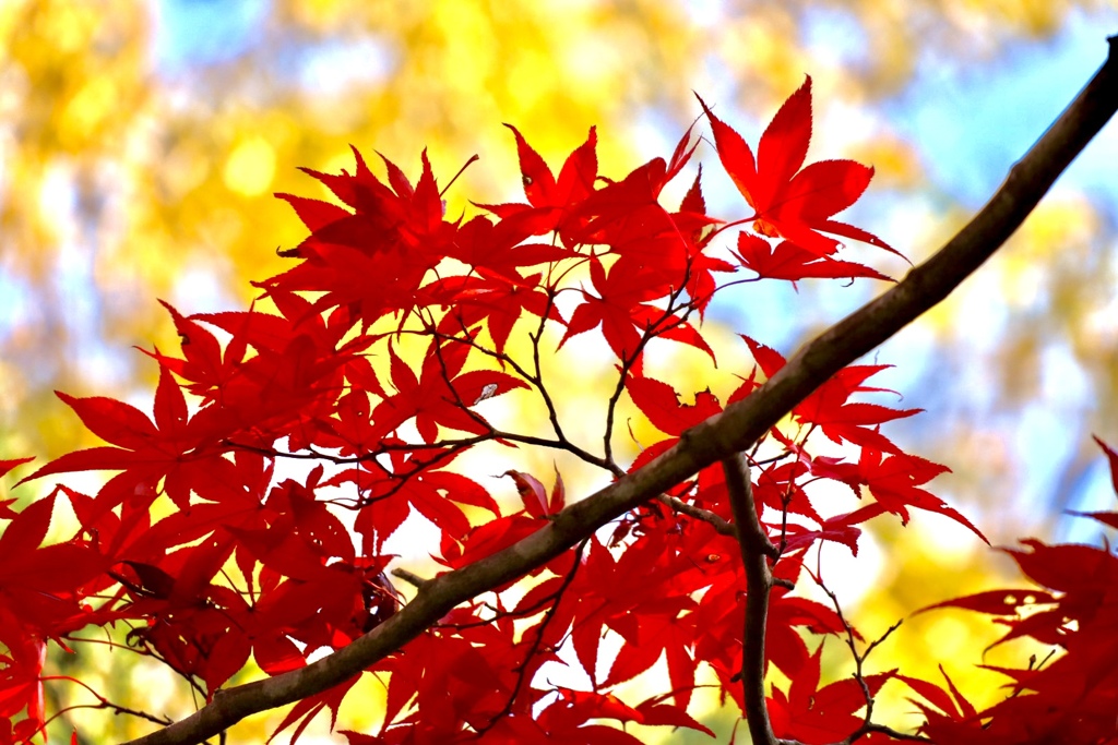 近江富士花緑公園