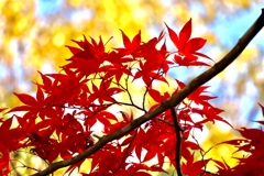 近江富士花緑公園