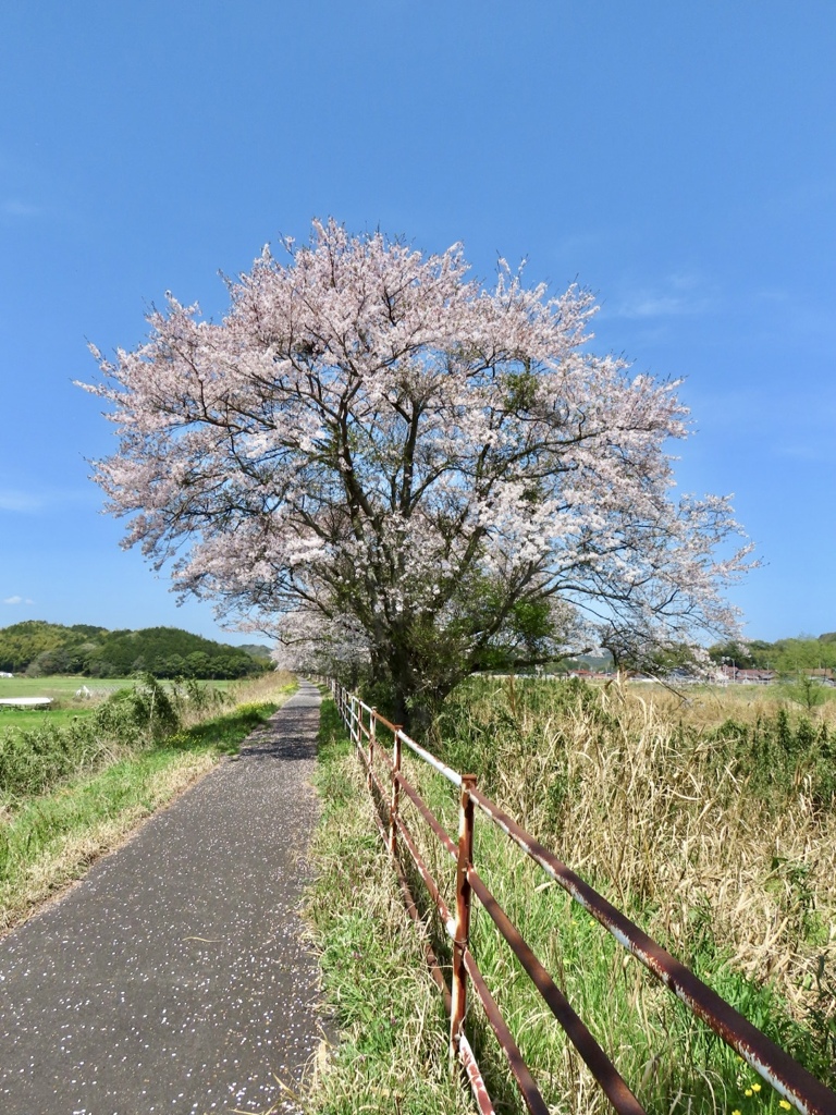 安来 伯太町