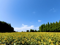 世羅高原農場