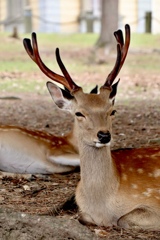奈良公園の鹿