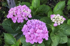 もりやま芦刈園