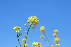 菜の花