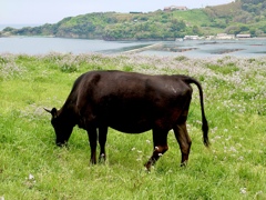 隠岐の島