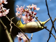 めじろ