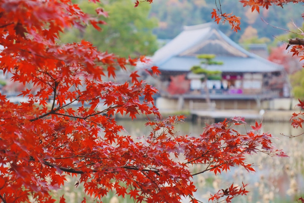 大覚寺、祇王寺5