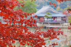 大覚寺、祇王寺5