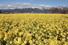 琵琶湖なぎさ公園