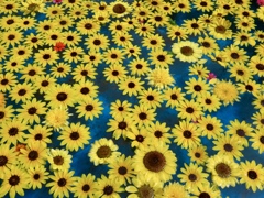 世羅高原農場