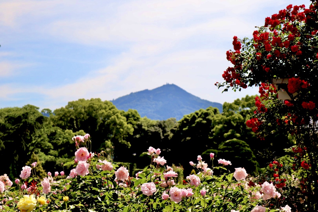 京都植物園