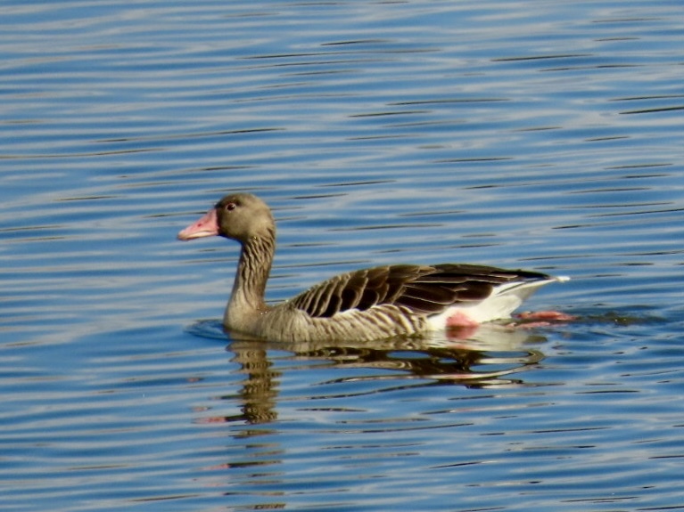 米子水鳥公園