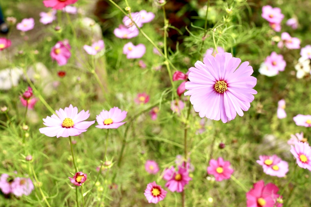 般若寺／コスモス寺２