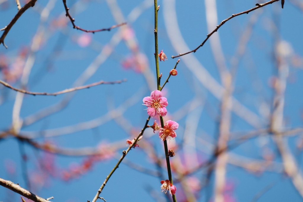 いなべ市梅林公園