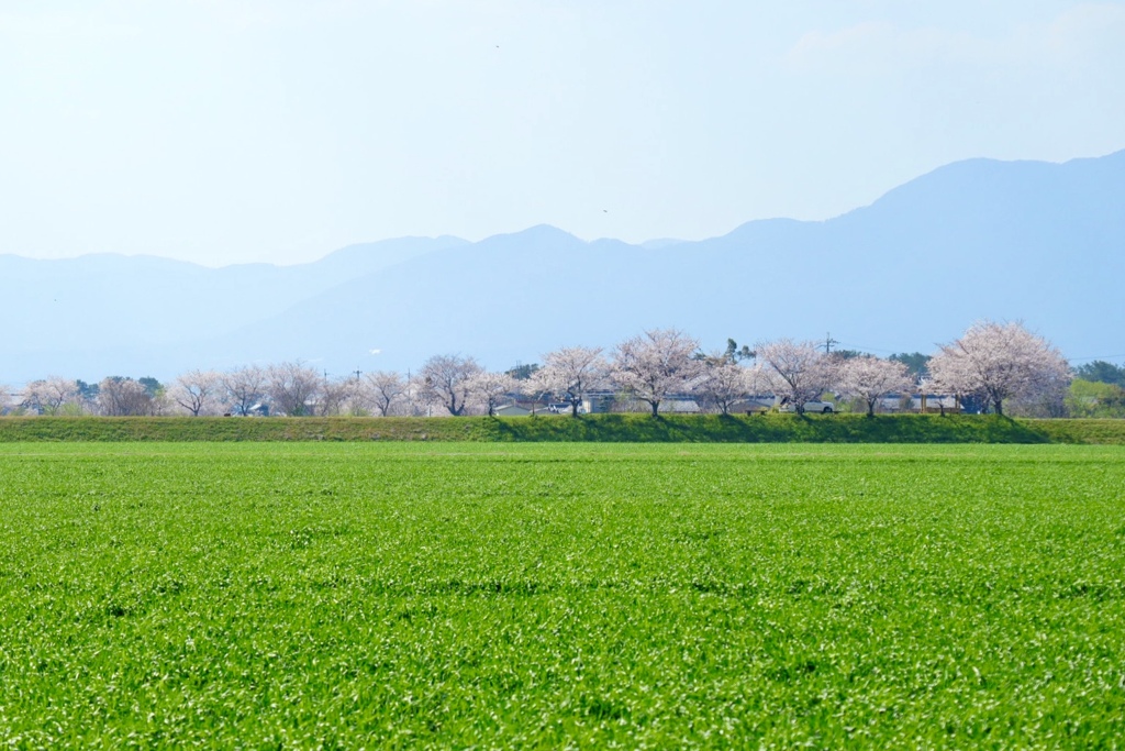 麦畑と桜