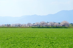 麦畑と桜