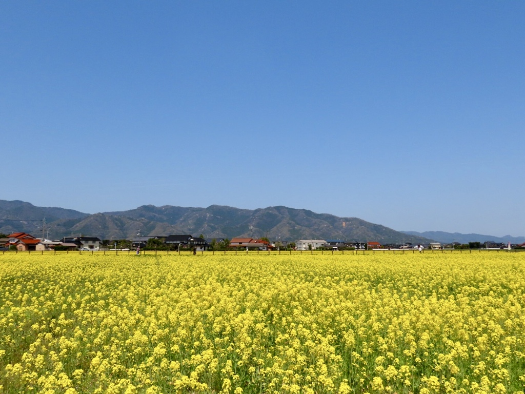 斐川町の菜の花畑