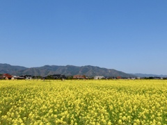 斐川町の菜の花畑
