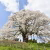 醍醐桜