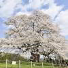 醍醐桜