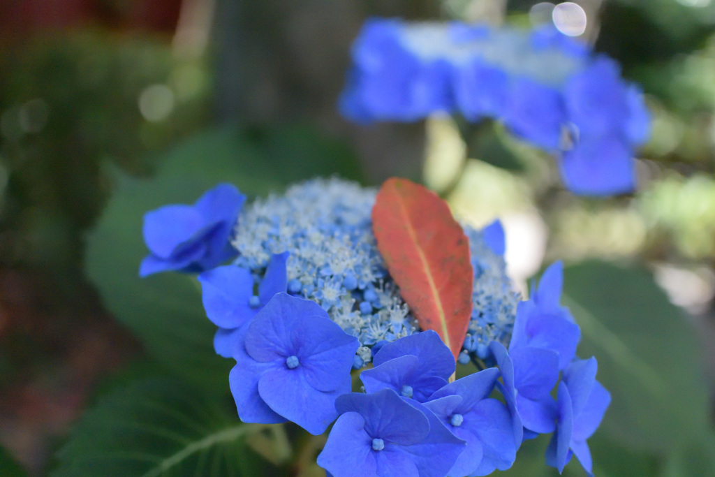 紫陽花その2