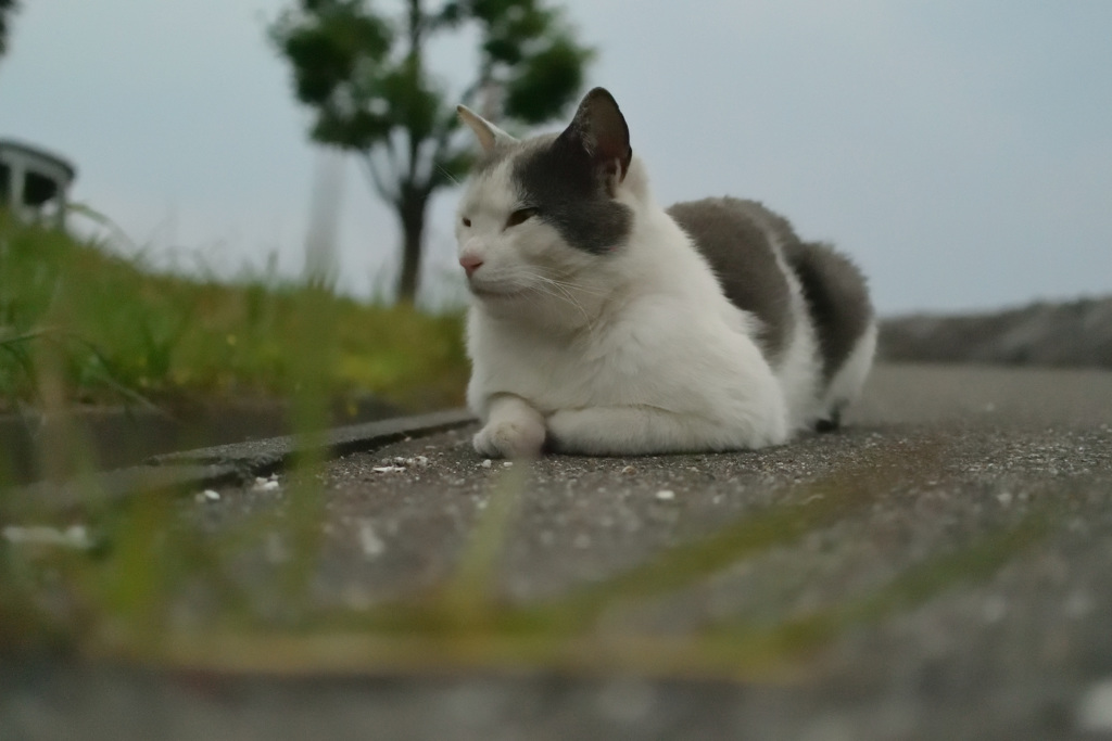 海辺の猫その2