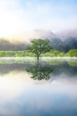 白川湖岸公園 水没林