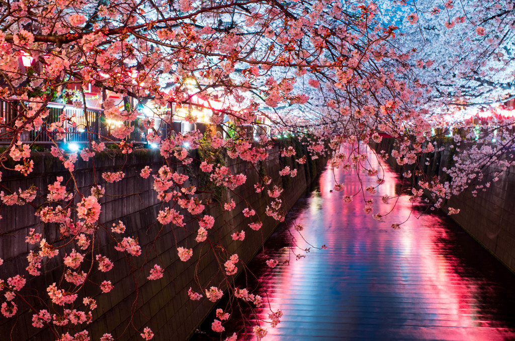 夜桜