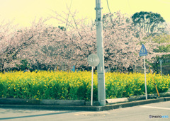 三浦河津桜2019-1