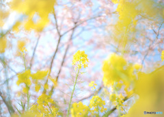 三浦河津桜2019-3