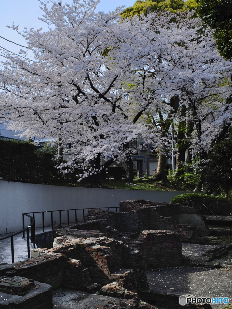 関東大震災の遺構と桜