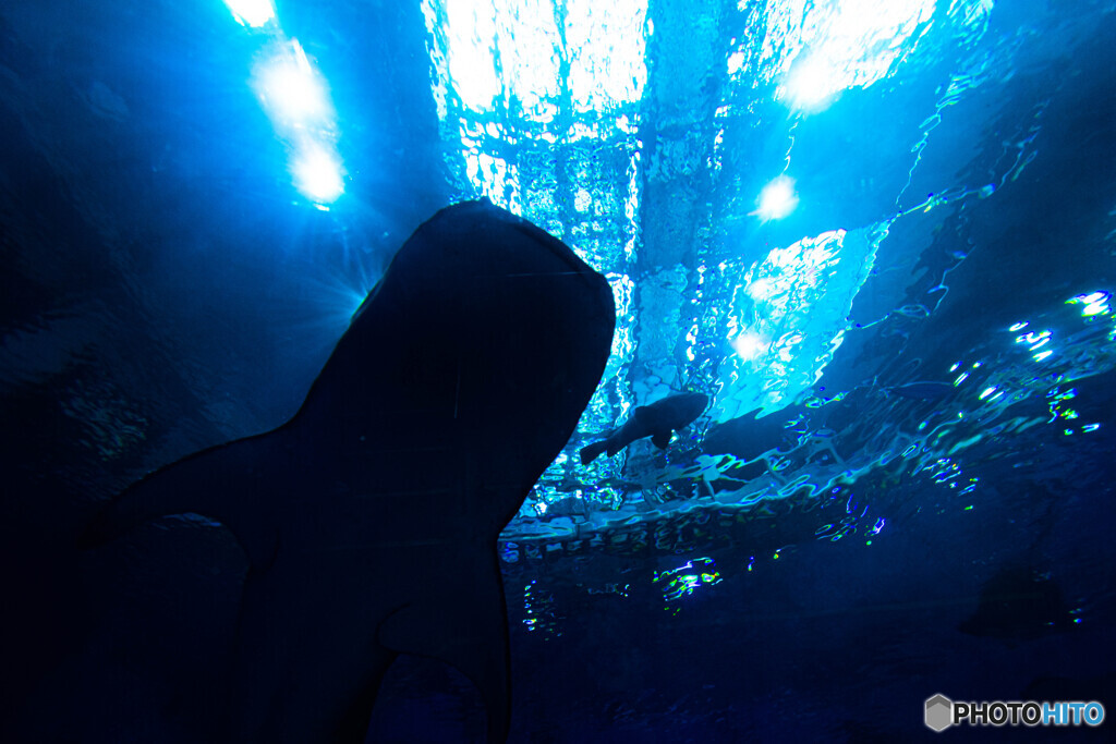 美ら海水族館ジンベイザメ