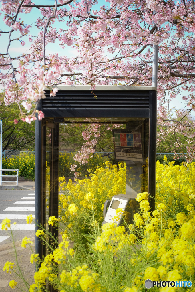 桜と菜の花と公衆電話ボックス