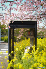 桜と菜の花と公衆電話ボックス