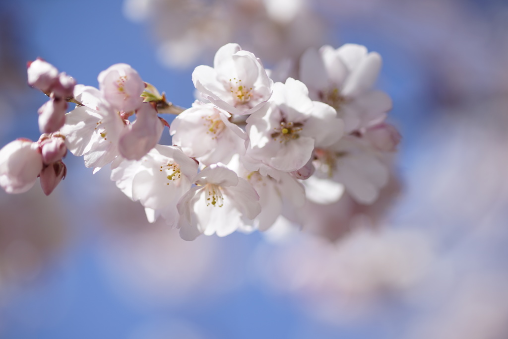 桜
