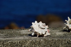 海辺の貝